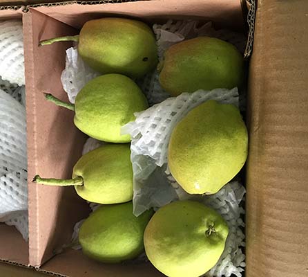 Fresh Pear